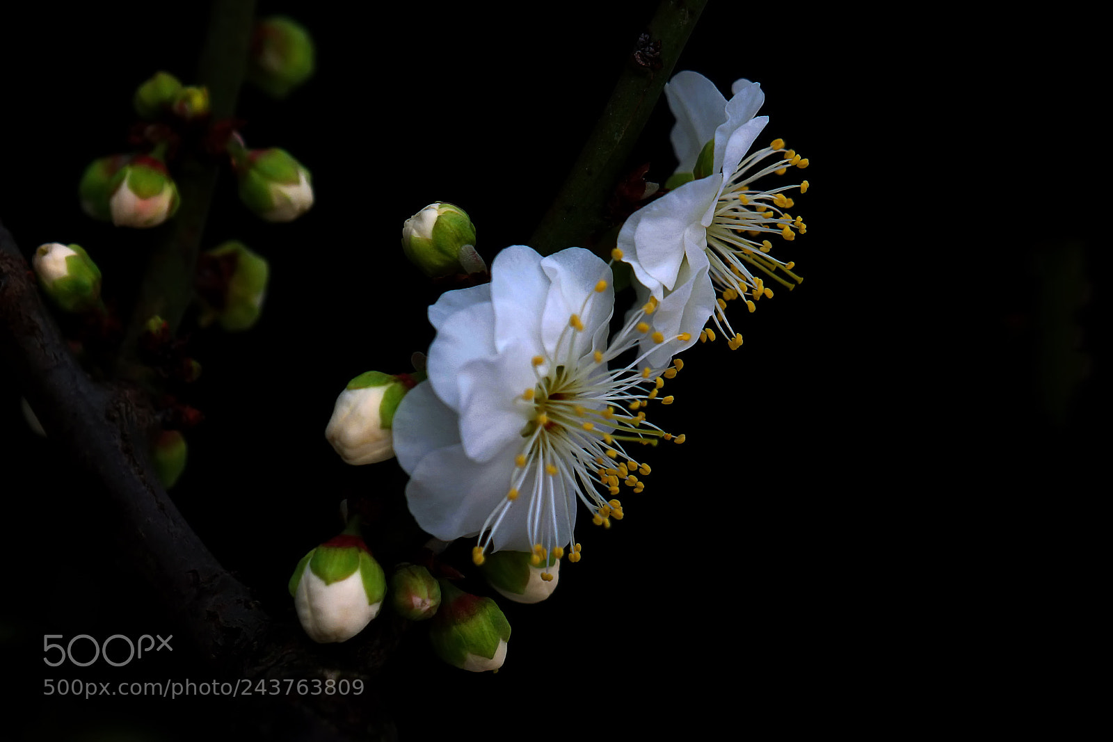 Sony Alpha a99 sample photo. 黄蕊白梅 photography