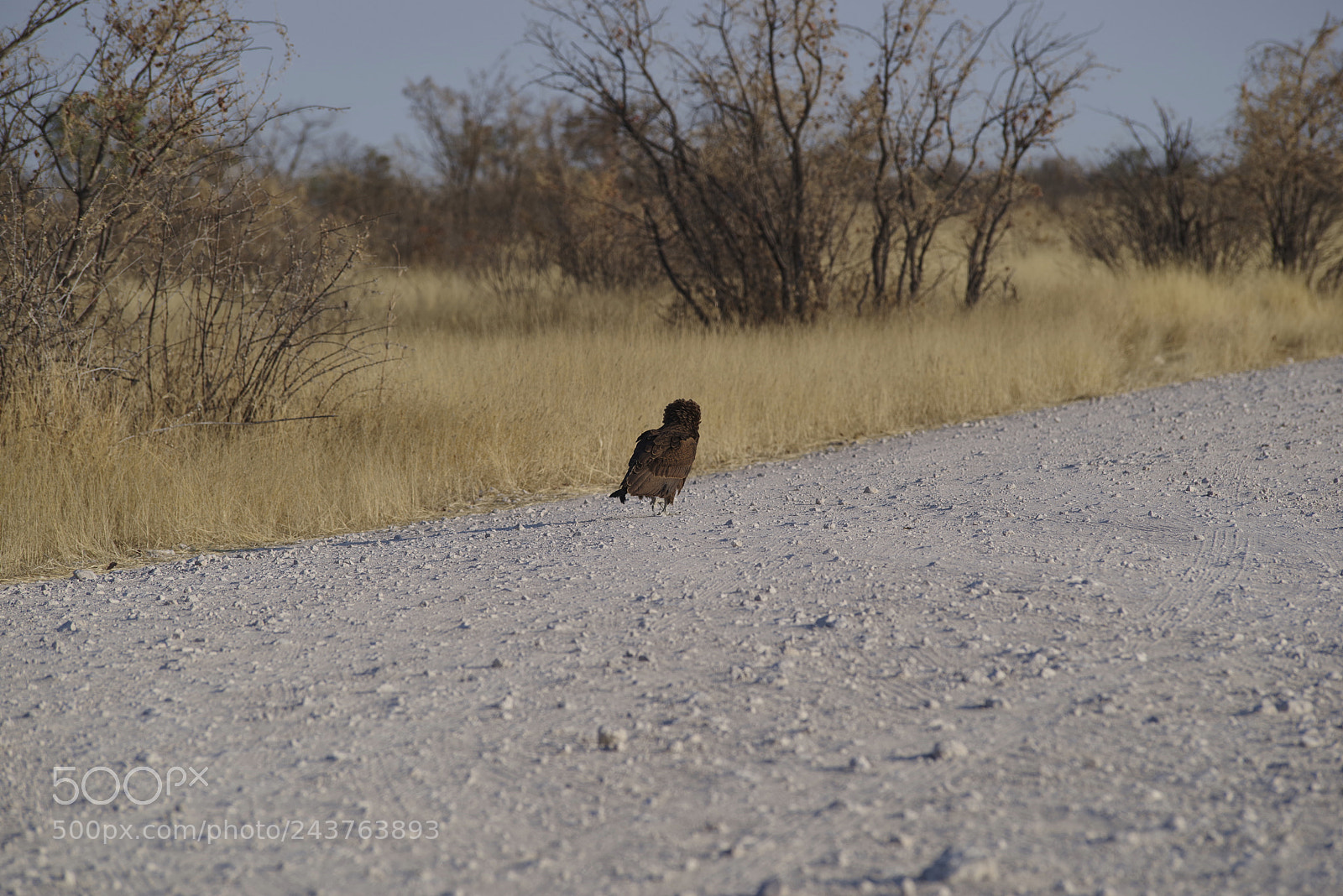 Pentax K-1 sample photo. I ll walk my photography