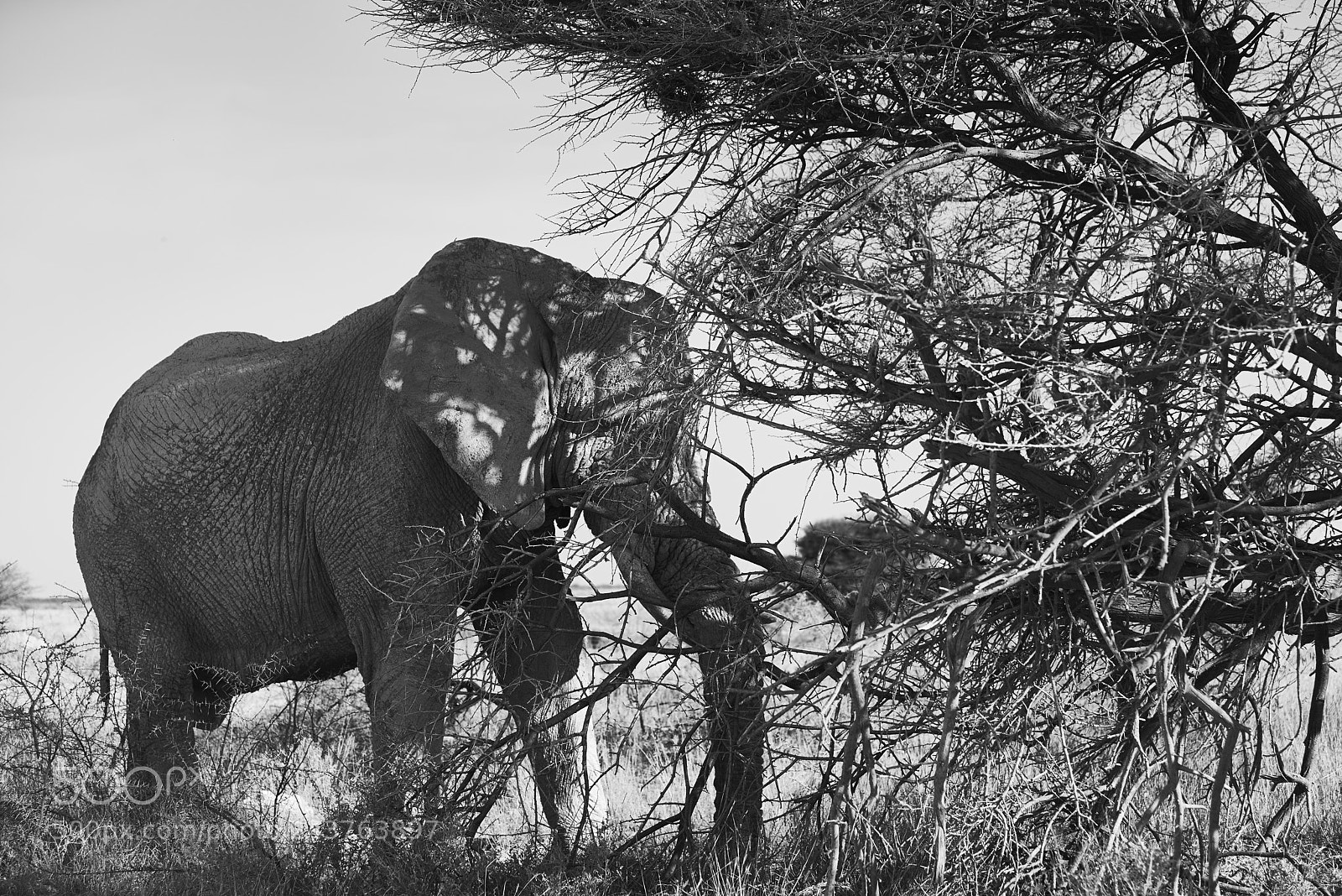 Pentax K-1 sample photo. Lonely elephant photography
