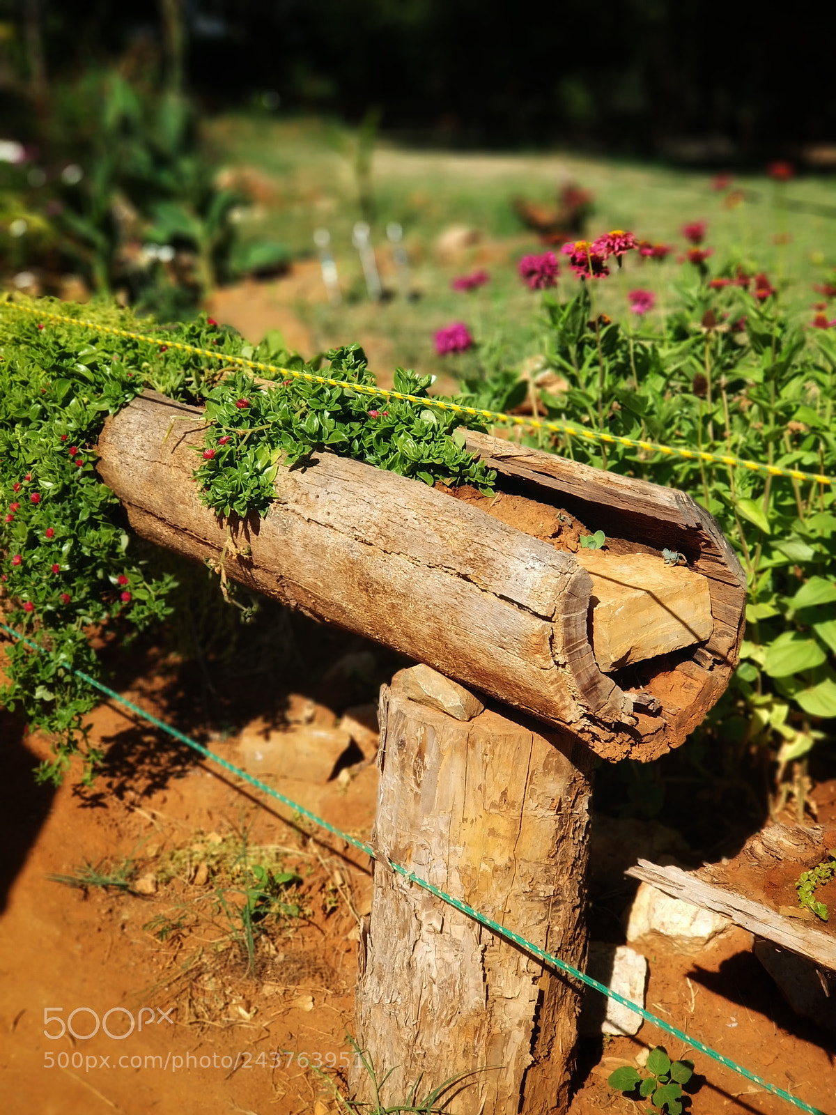 Xiaomi MI6 sample photo. A rustic garden. photography