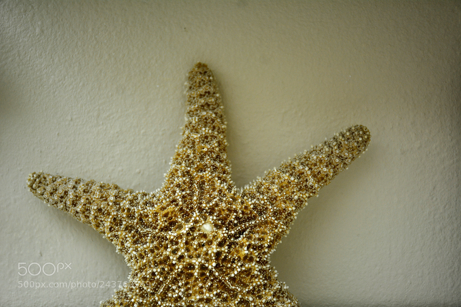 Nikon D7100 sample photo. Starfish photography
