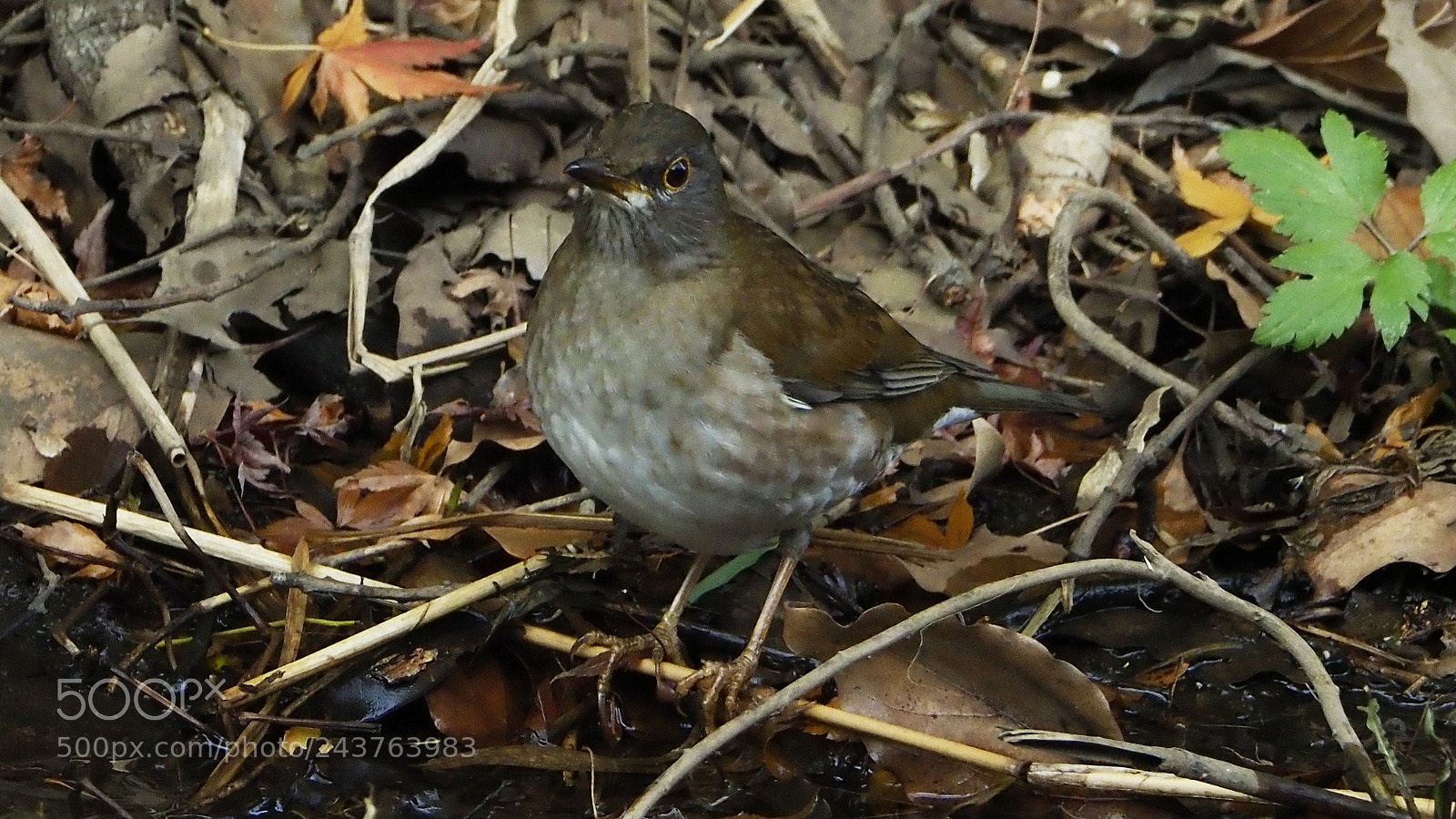 Olympus OM-D E-M1 Mark II sample photo. In the bushes photography