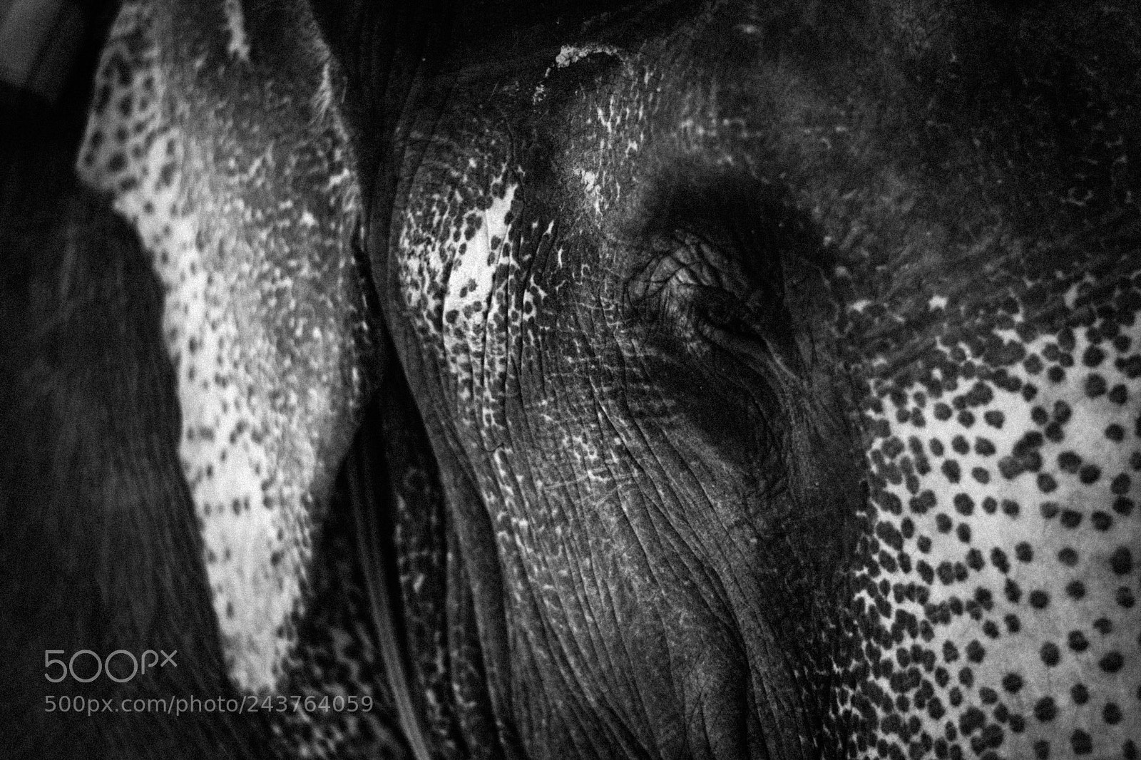 Nikon D7100 sample photo. Elephant in jaipur photography