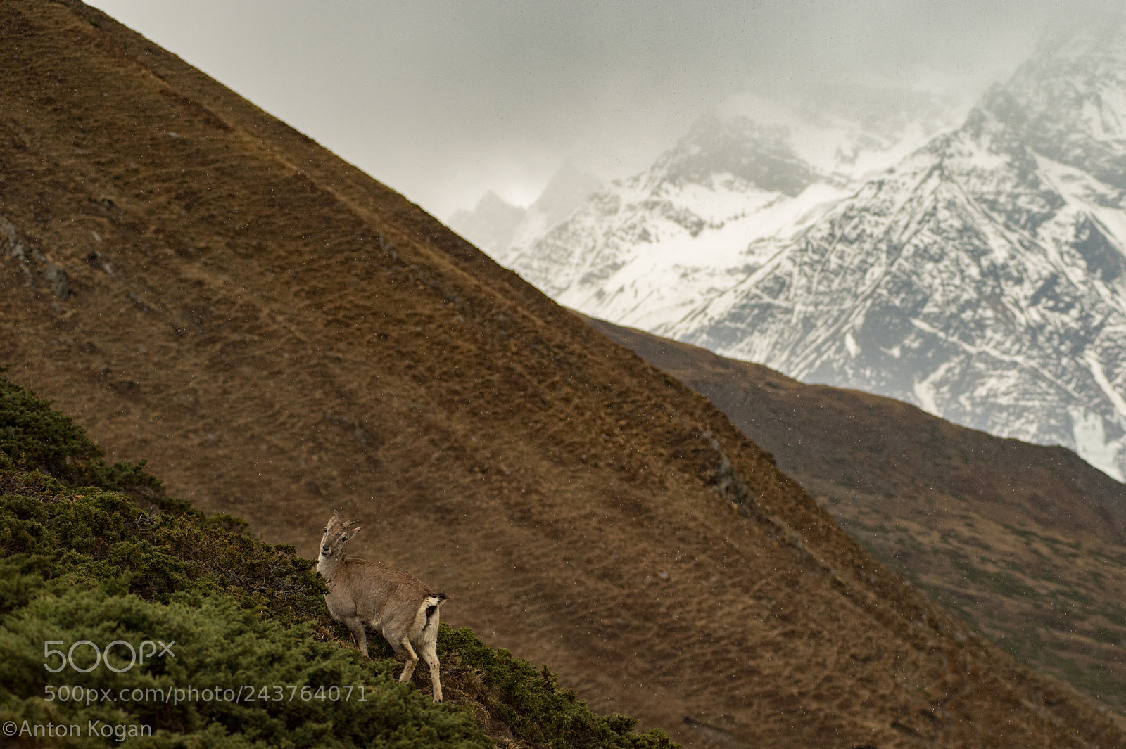 Nikon Df sample photo. The wild goat photography