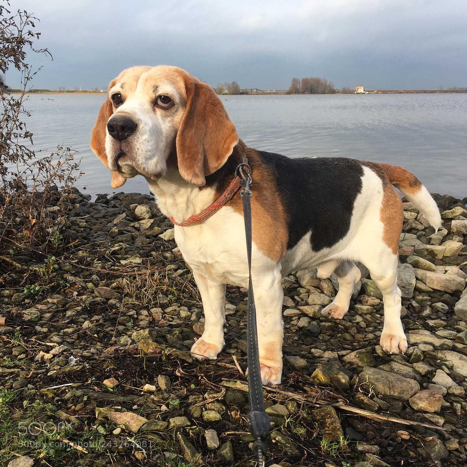 Apple iPhone 6s sample photo. Beagle bogy photography