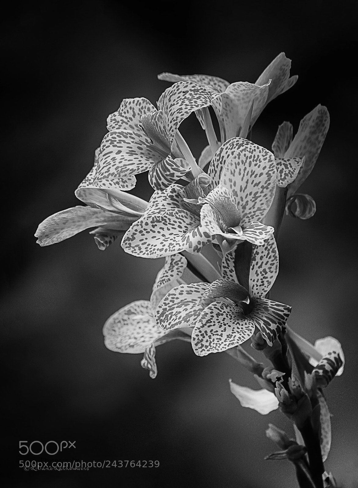 Canon EOS 40D sample photo. Speckled photography
