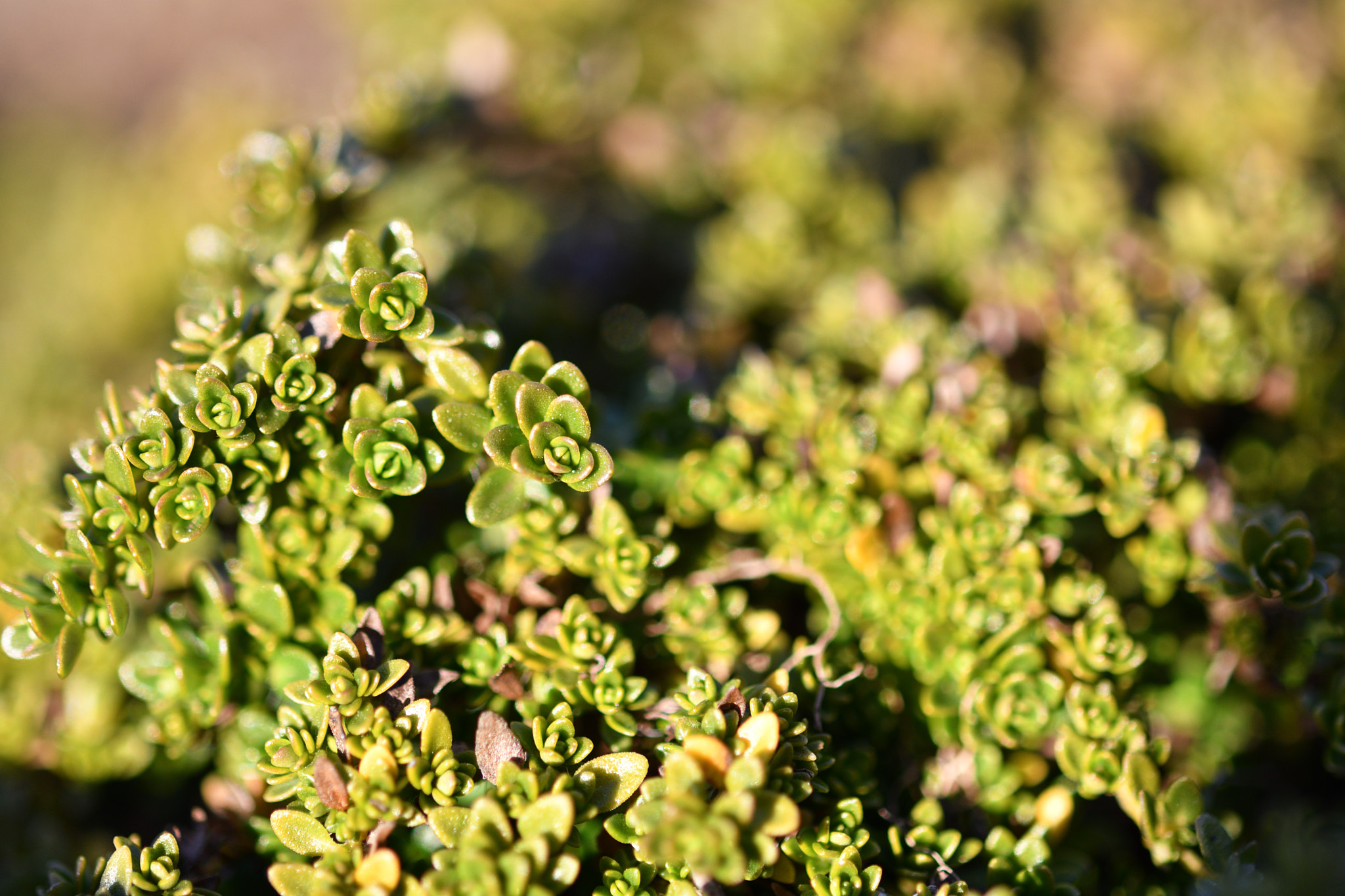 Nikon AF-S Micro-Nikkor 60mm F2.8G ED sample photo. Micro world photography