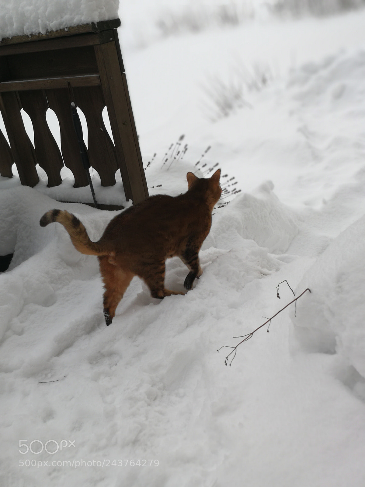 HUAWEI P10 sample photo. Cat in snow photography