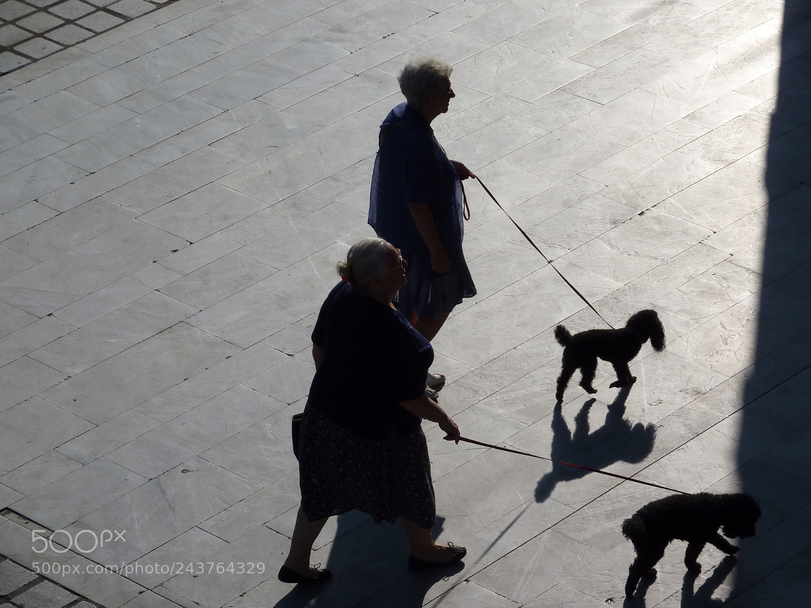 Panasonic DMC-TZ7 sample photo. Promenade with the dogs photography