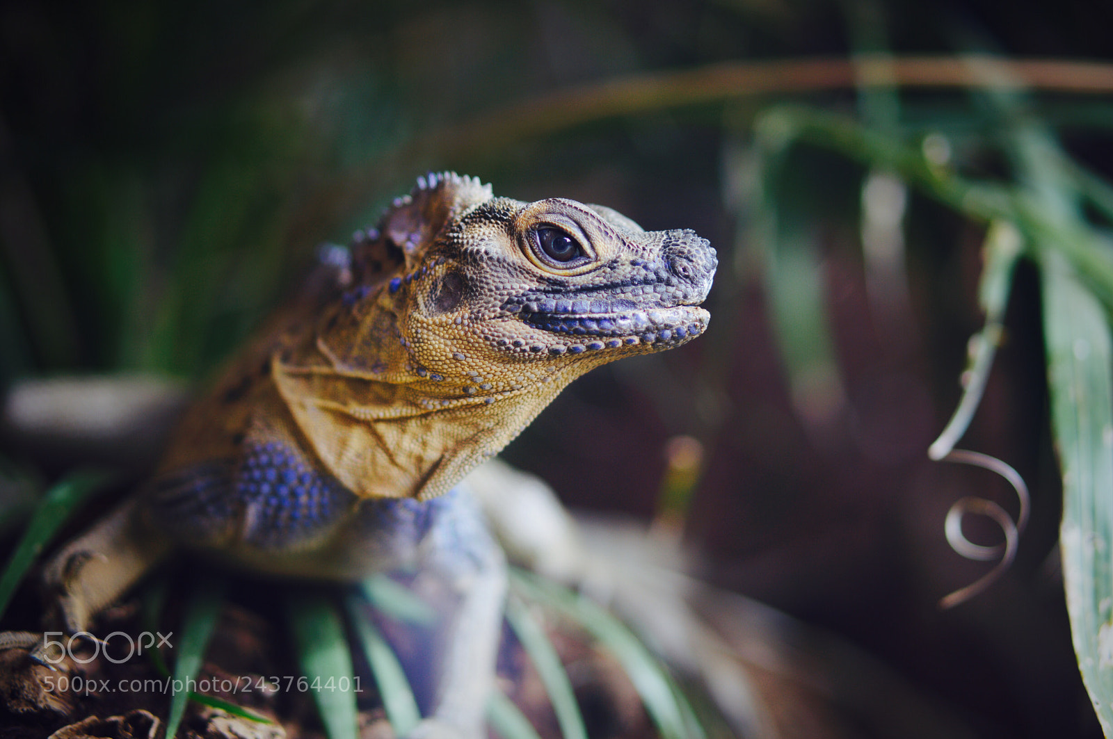 Sony Alpha NEX-6 sample photo. Dignified face photography