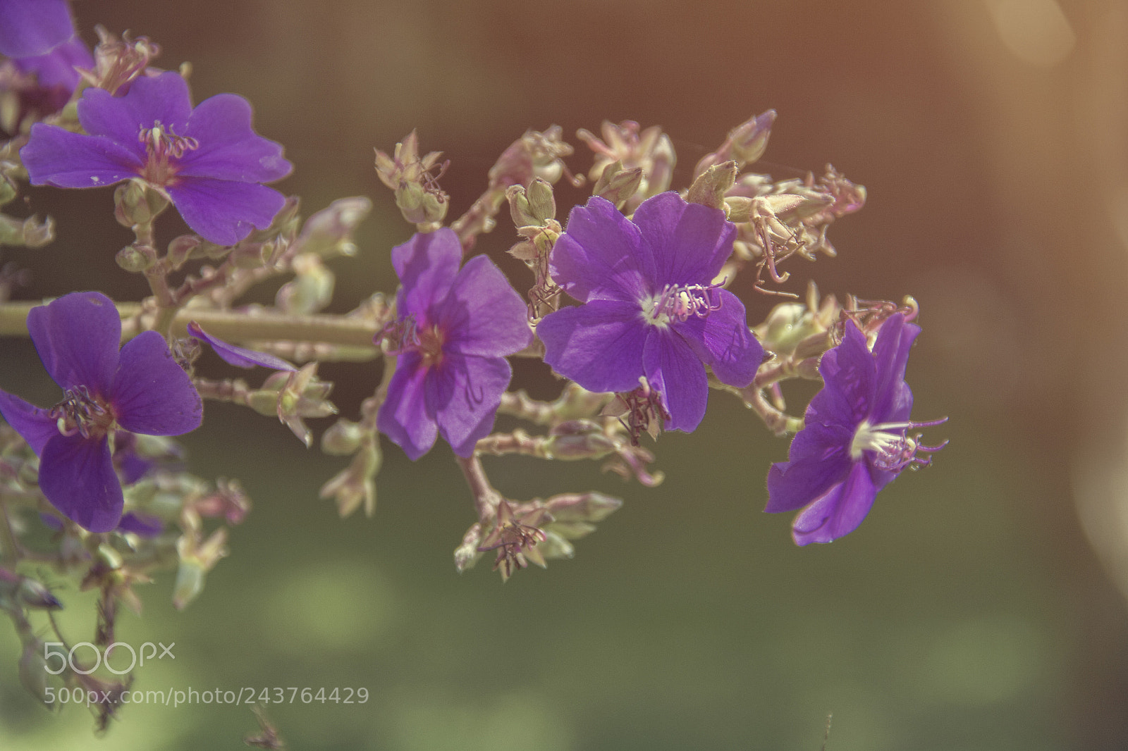 Canon EOS 60D sample photo. Garden photography