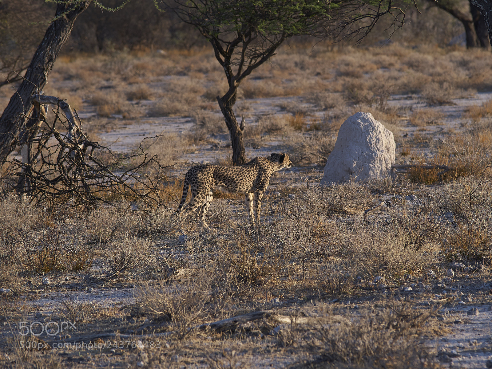 Pentax K-1 sample photo. Cheetah photography
