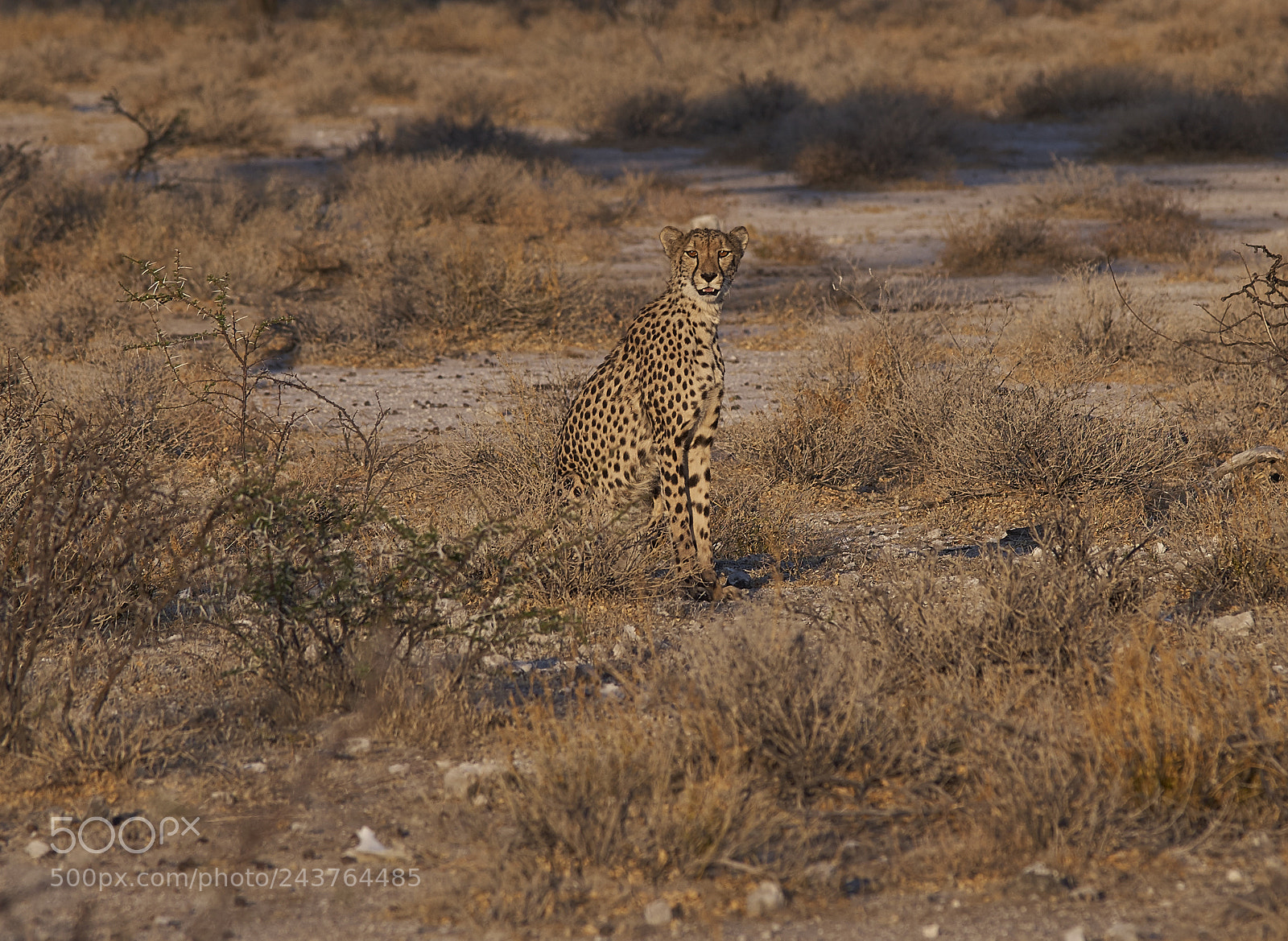 Pentax K-1 sample photo. Cheetah photography