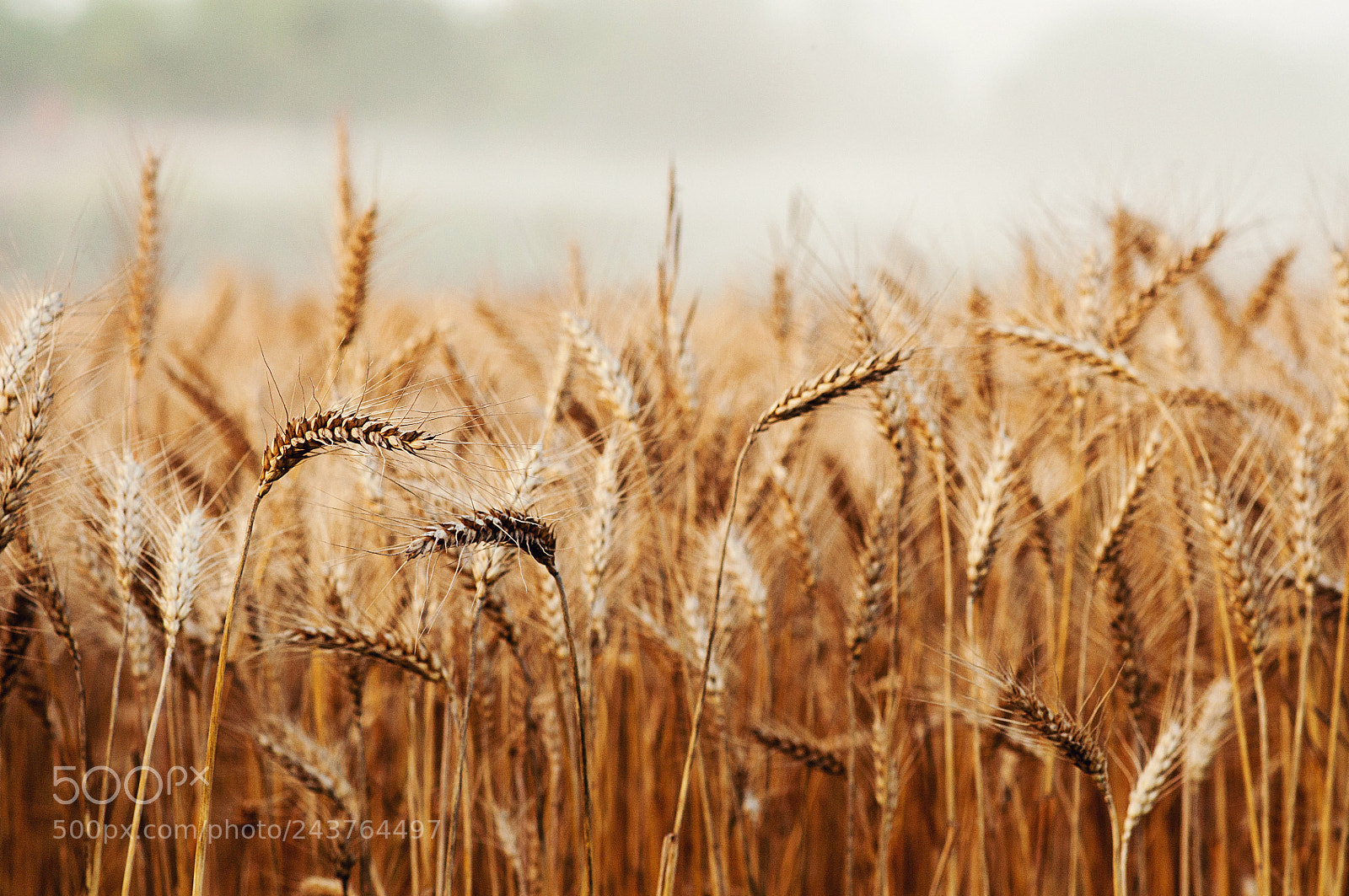 Nikon D90 sample photo. Wheat fields photography