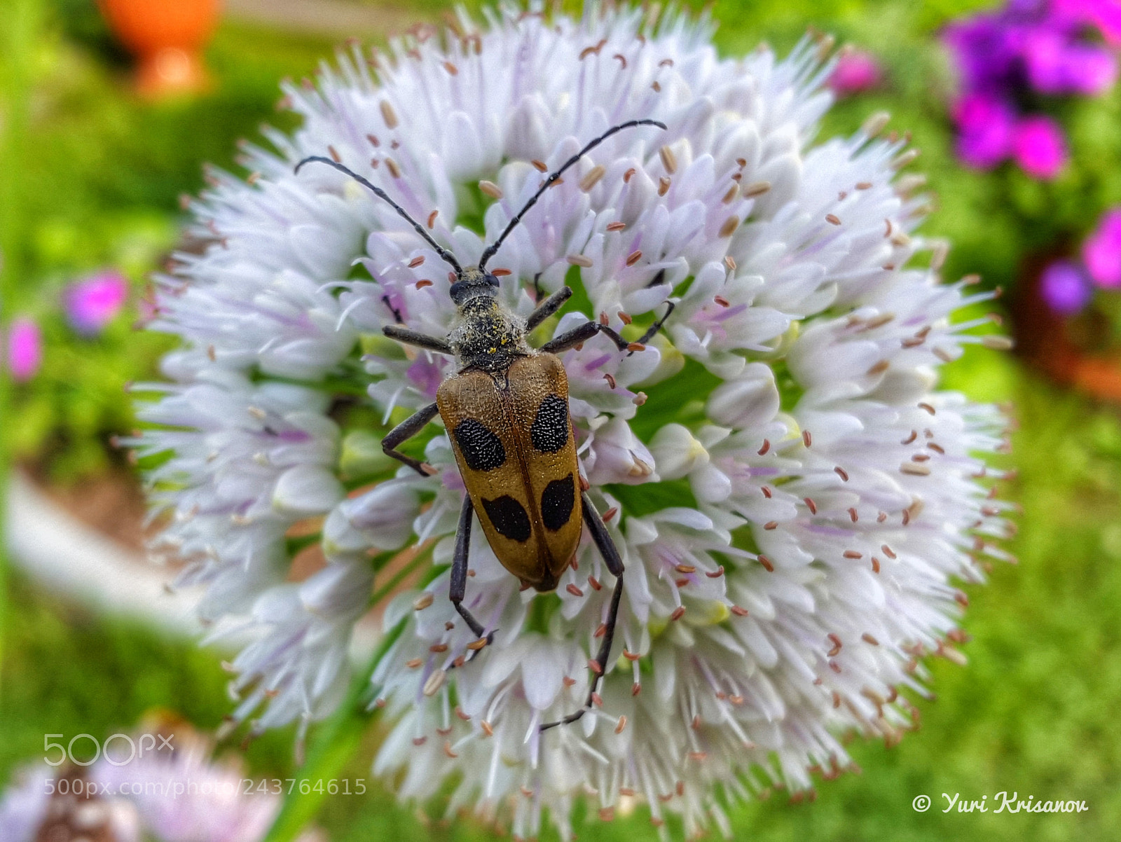 Samsung Galaxy Alpha sample photo. Beetle pachyta quadrimaculata and photography