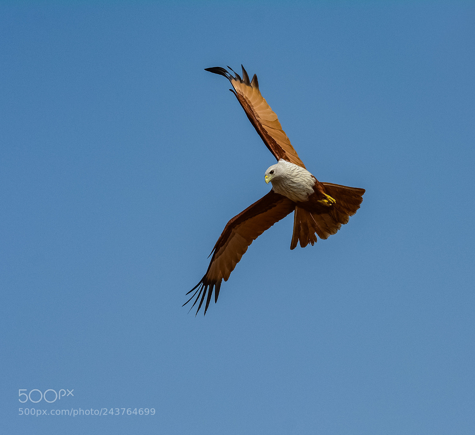 Nikon D7100 sample photo. Brambhini kite photography