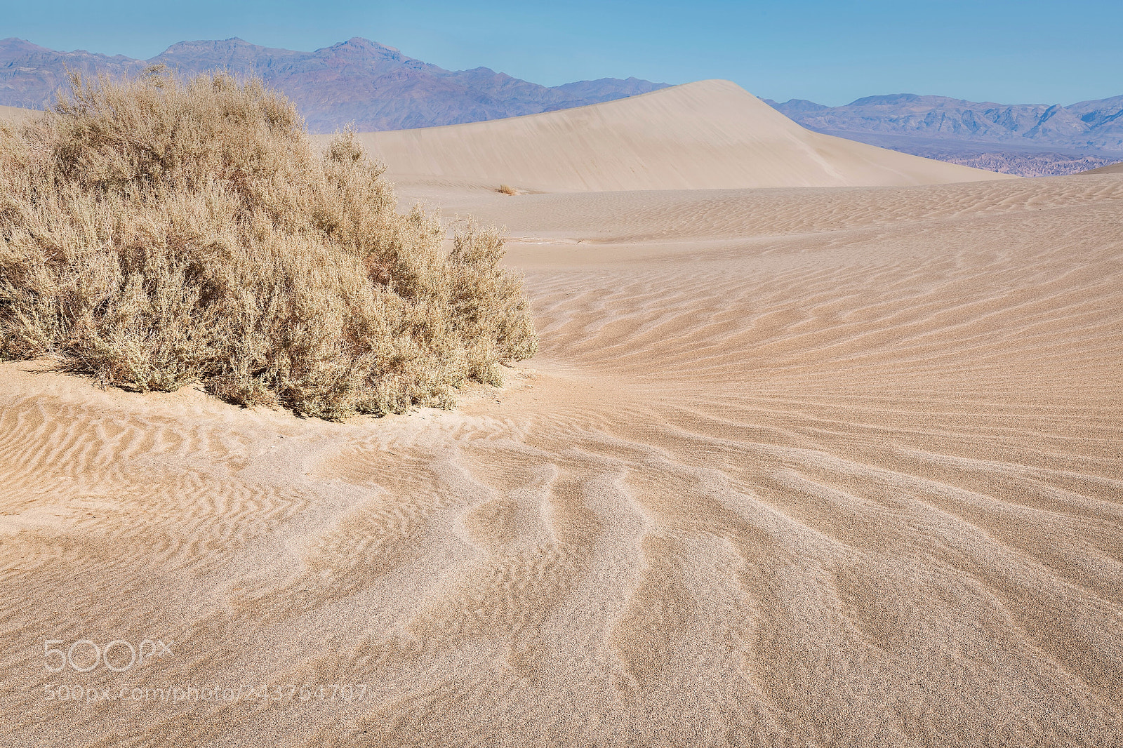 Nikon D850 sample photo. Sagebrush and dunes, death photography