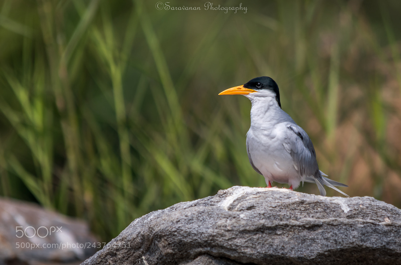 Nikon D500 sample photo. River tern photography