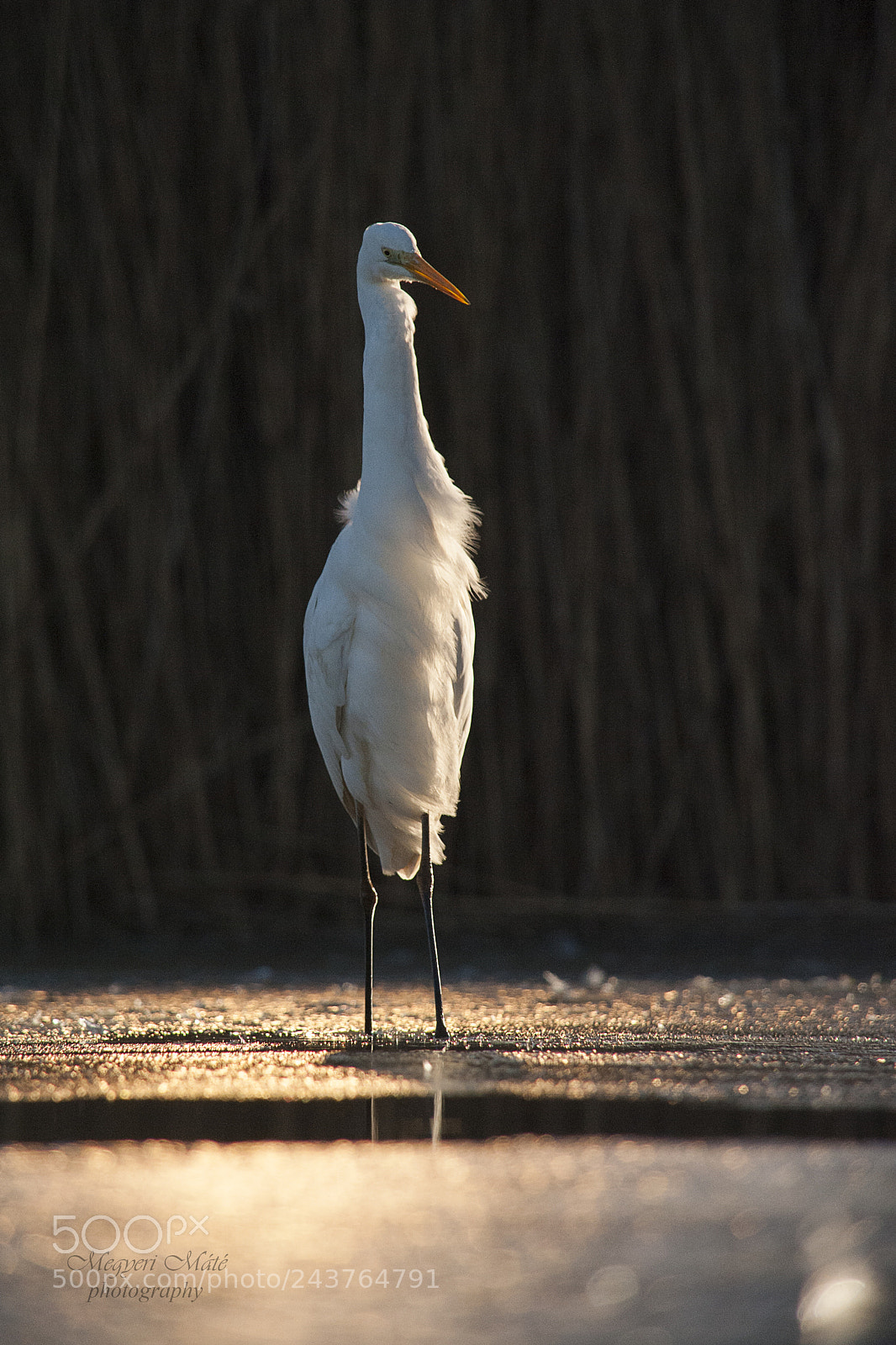 Nikon D700 sample photo. Greategret photography