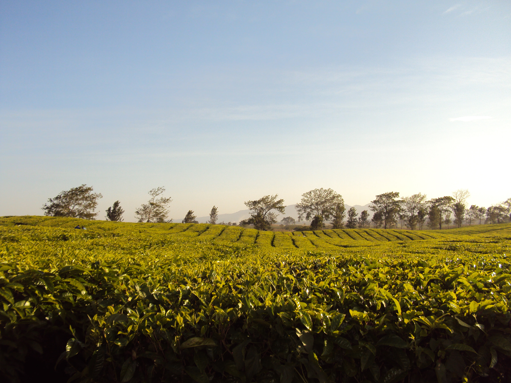 Sony DSC-W180 sample photo. Tea spot photography