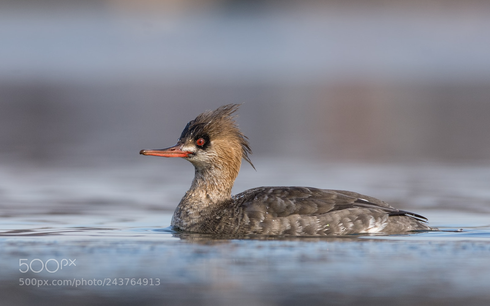 Nikon D7200 sample photo. Red-breasted merganser photography