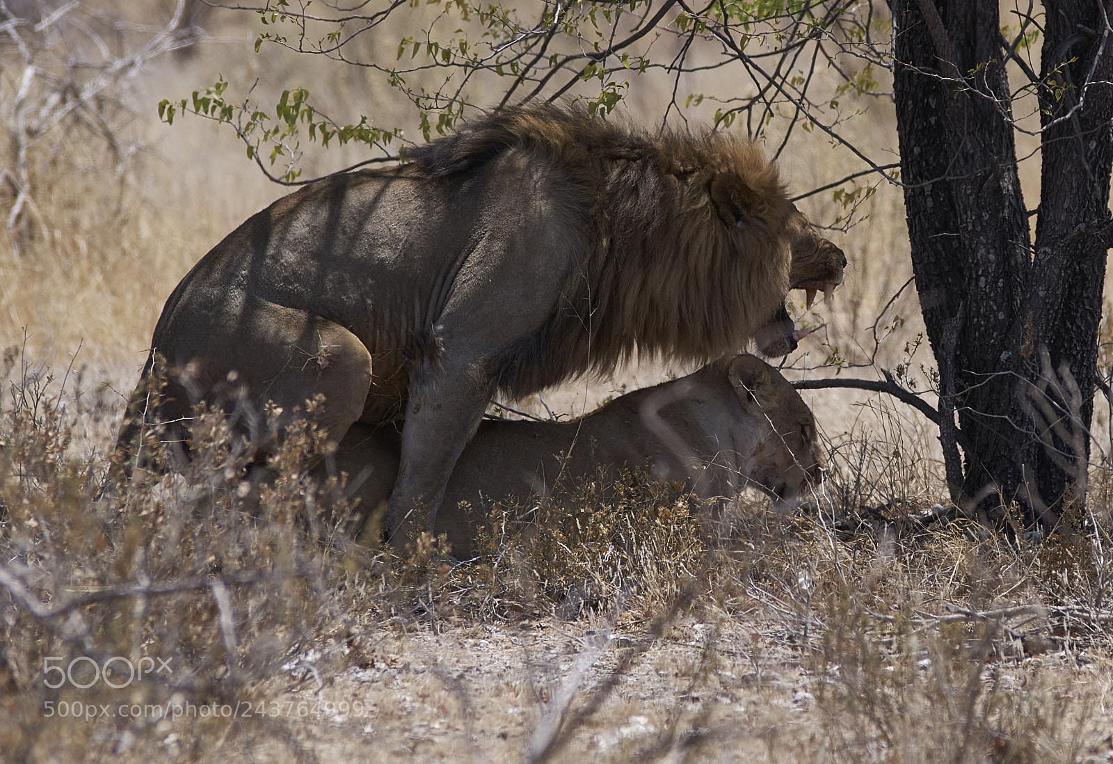 Pentax K-1 sample photo. Mating lion photography
