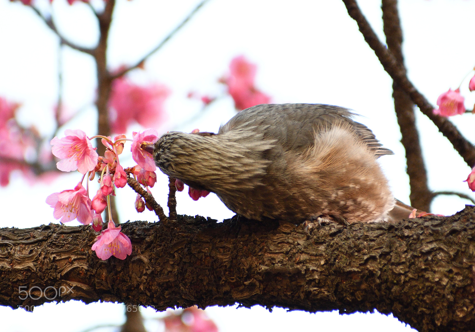 Nikon D500 sample photo. 寒緋桜と鳥 photography