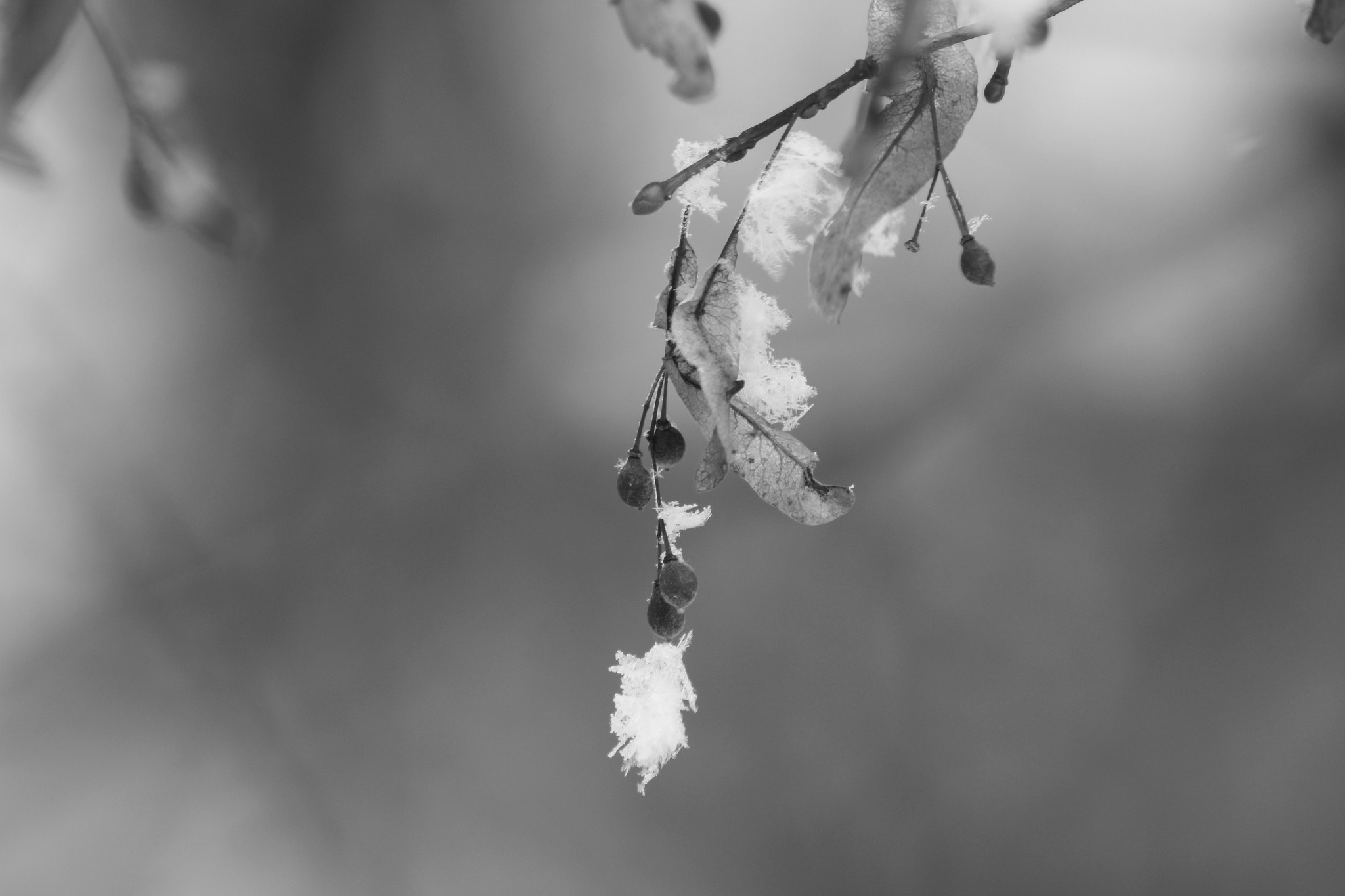 Canon EF 75-300mm f/4-5.6 USM sample photo. Frozen photography