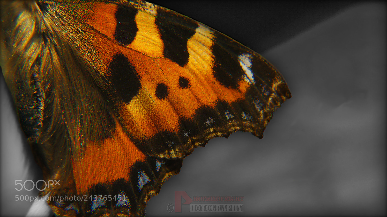 Sony SLT-A55 (SLT-A55V) sample photo. Close up of butterfly photography