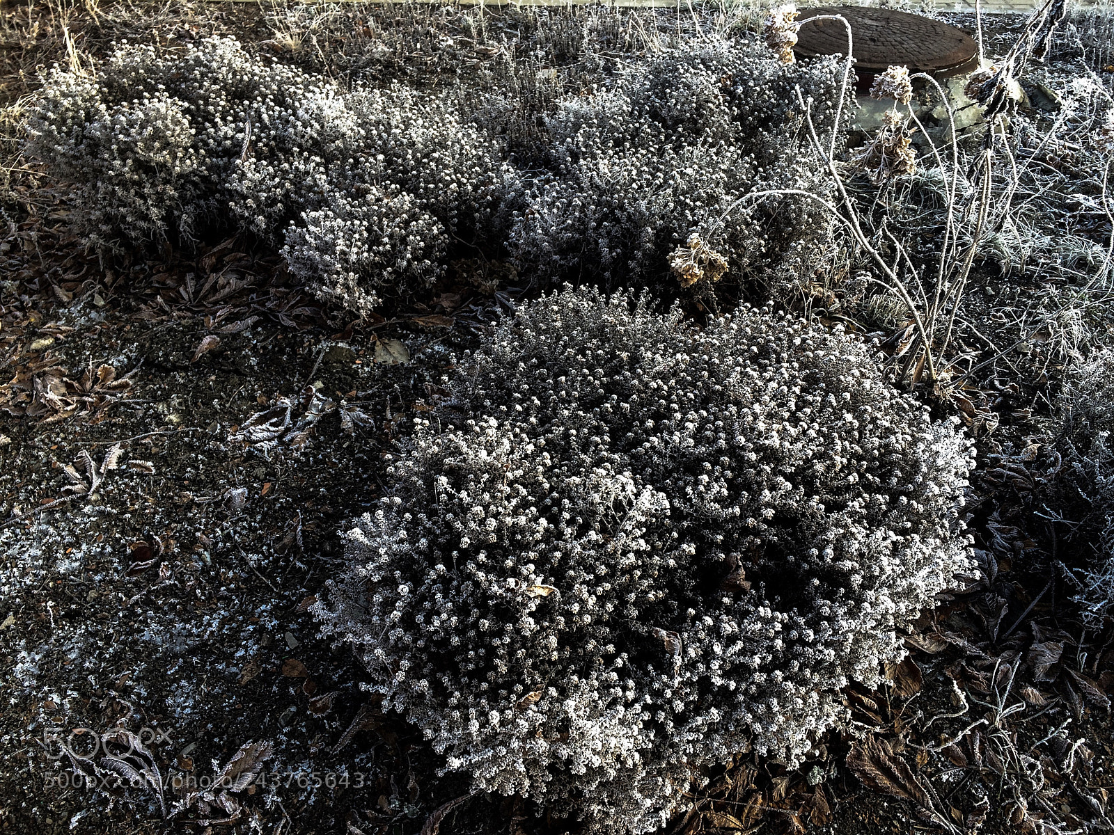 Apple iPhone 5s sample photo. First snow photography