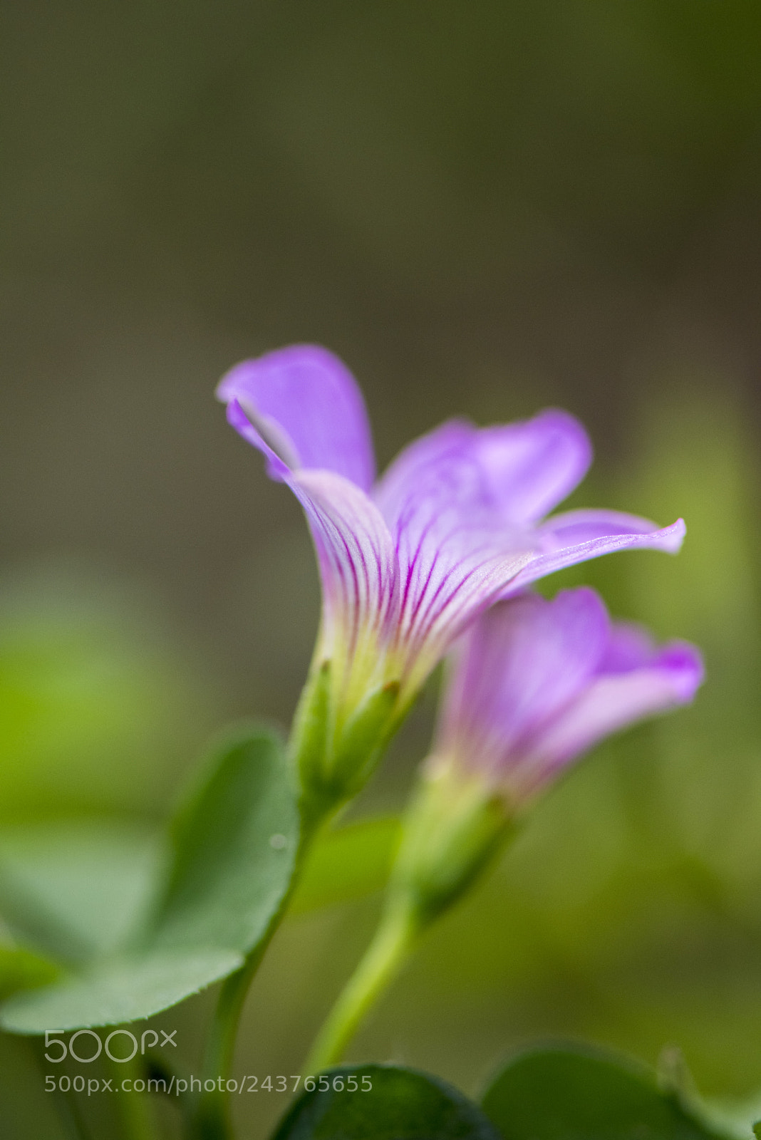 Nikon D810 sample photo. Untitled photography
