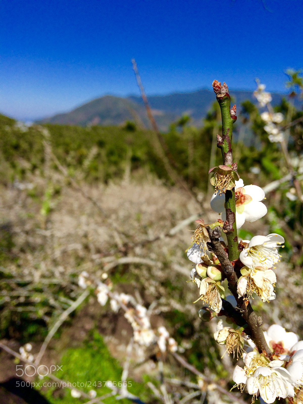 Apple iPhone 5s sample photo. Xinyi township, taiwan photography