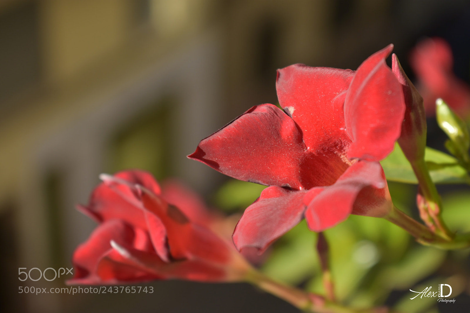 Nikon D3400 sample photo. Flower photography