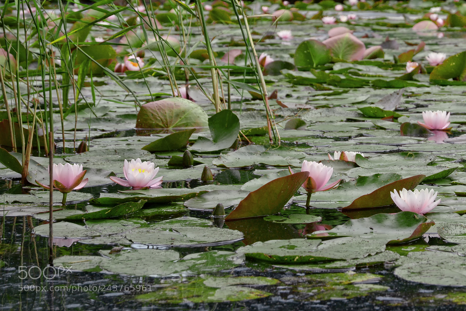 Nikon D7100 sample photo. Waterlilys photography