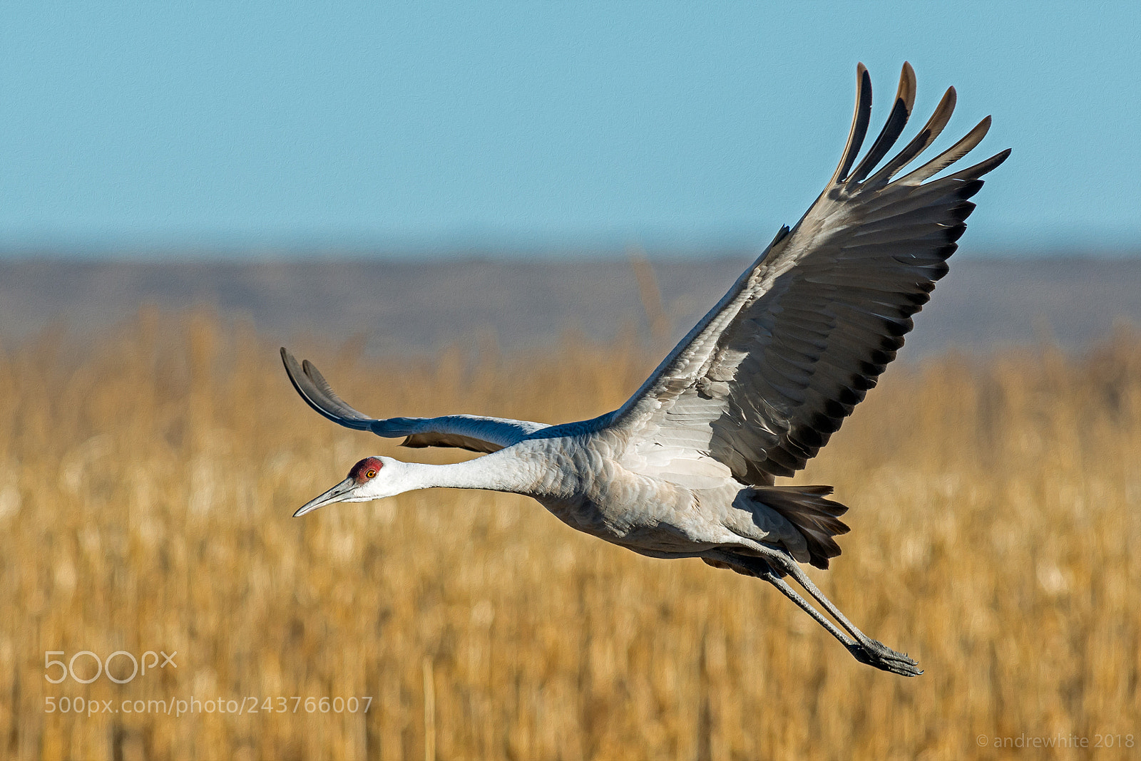 Nikon D800 sample photo. Sandhill crane photography