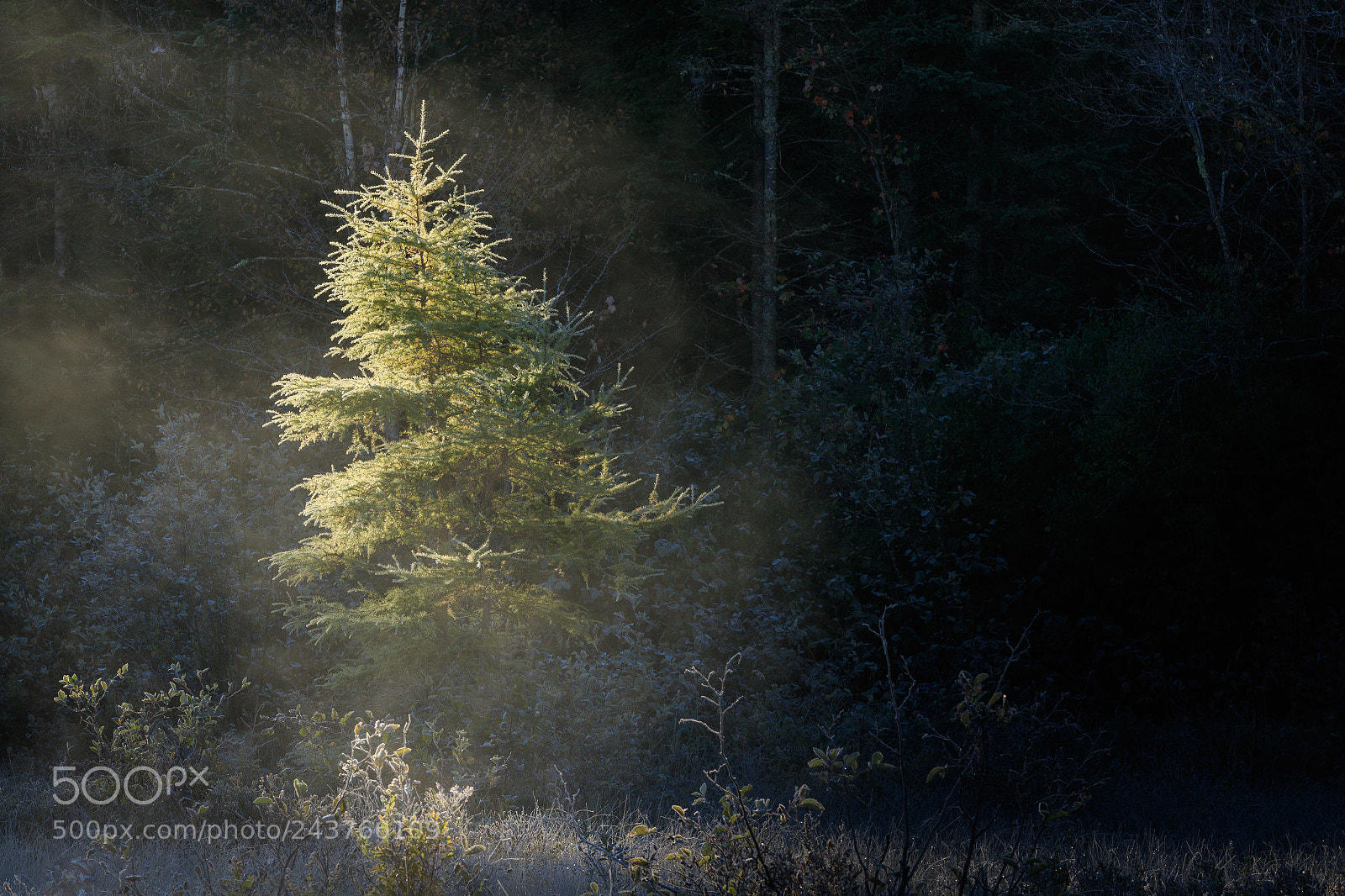 Canon EOS 7D Mark II sample photo. Introducing photography