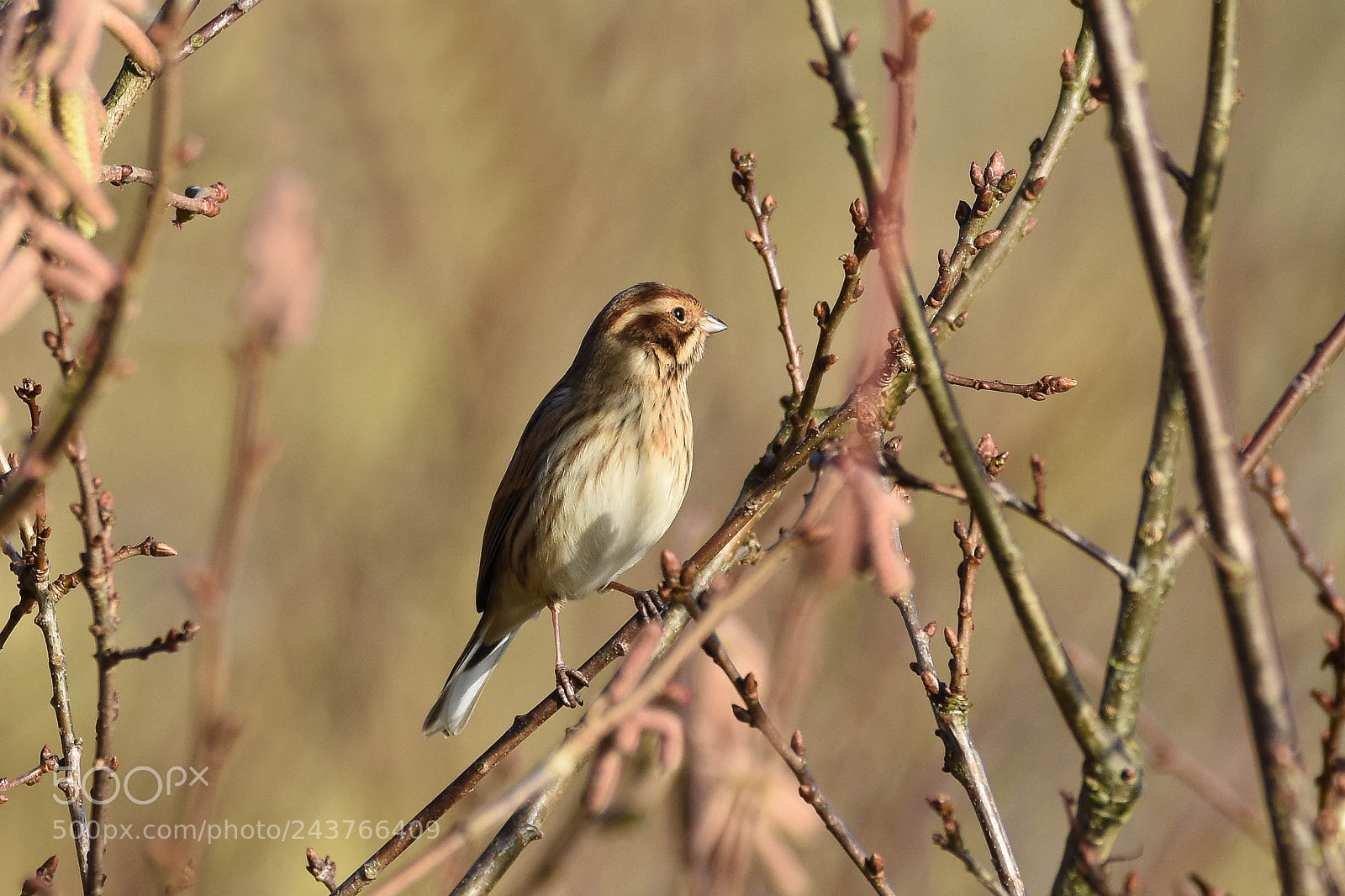 Nikon D7200 sample photo. Female reed bunting photography