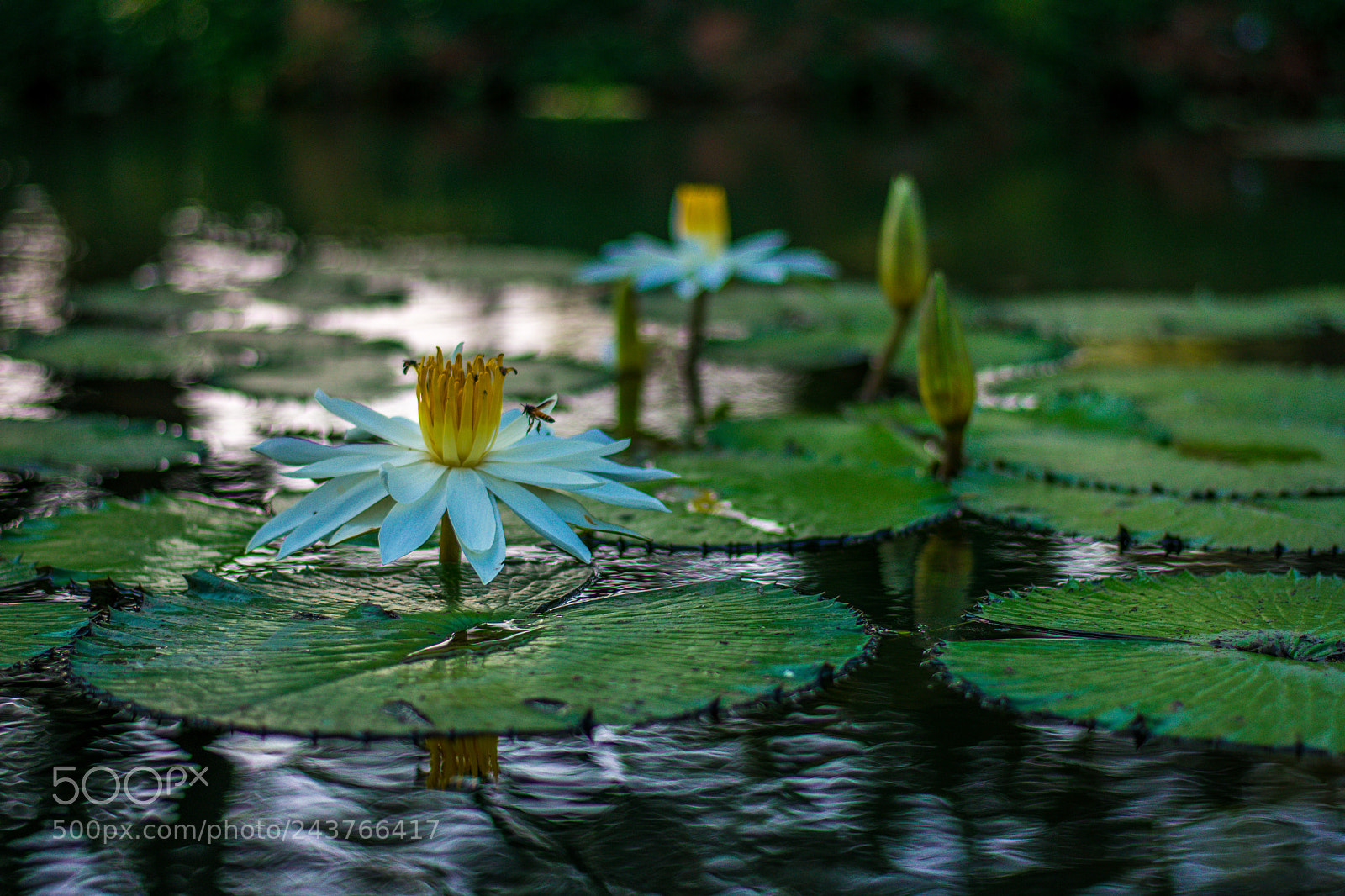 Nikon D3400 sample photo. Just chillin photography