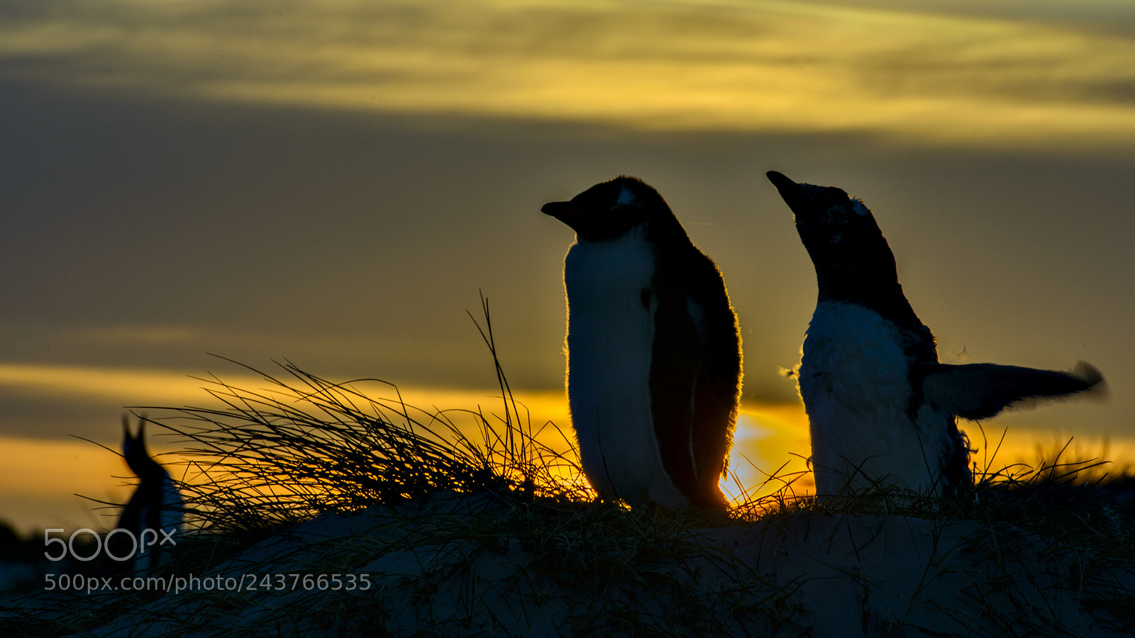 Nikon D800 sample photo. Gentoo's call photography