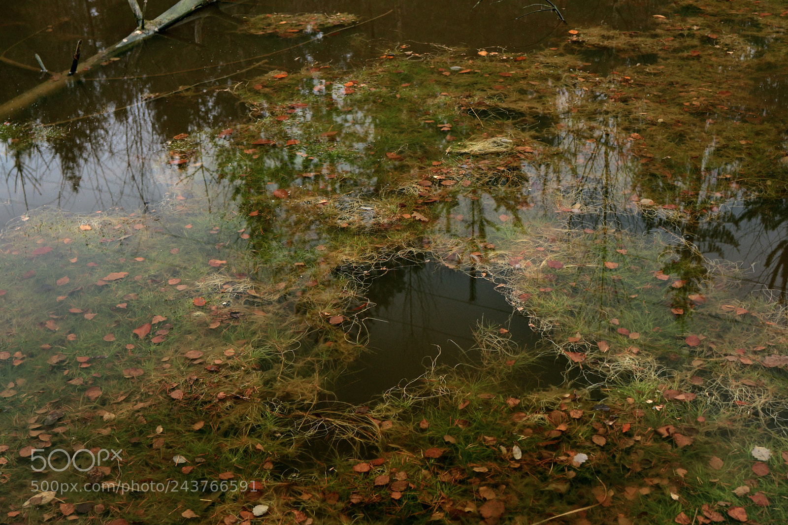 Nikon D7500 sample photo. The floor is water photography