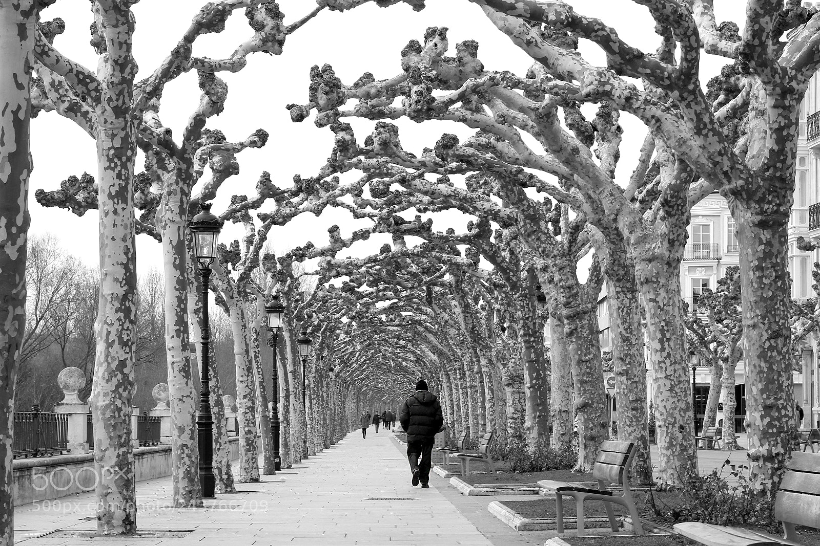 Canon EOS 60D sample photo. Walking under the trees photography