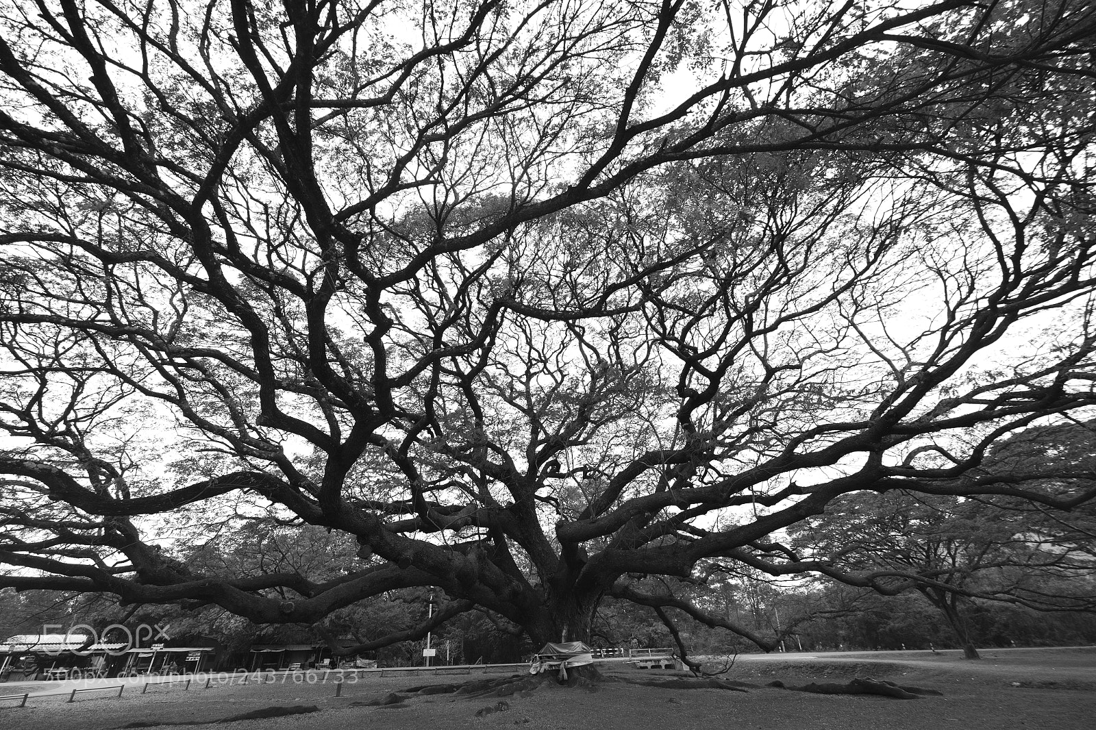 Fujifilm X-T1 sample photo. Incredible tree photography