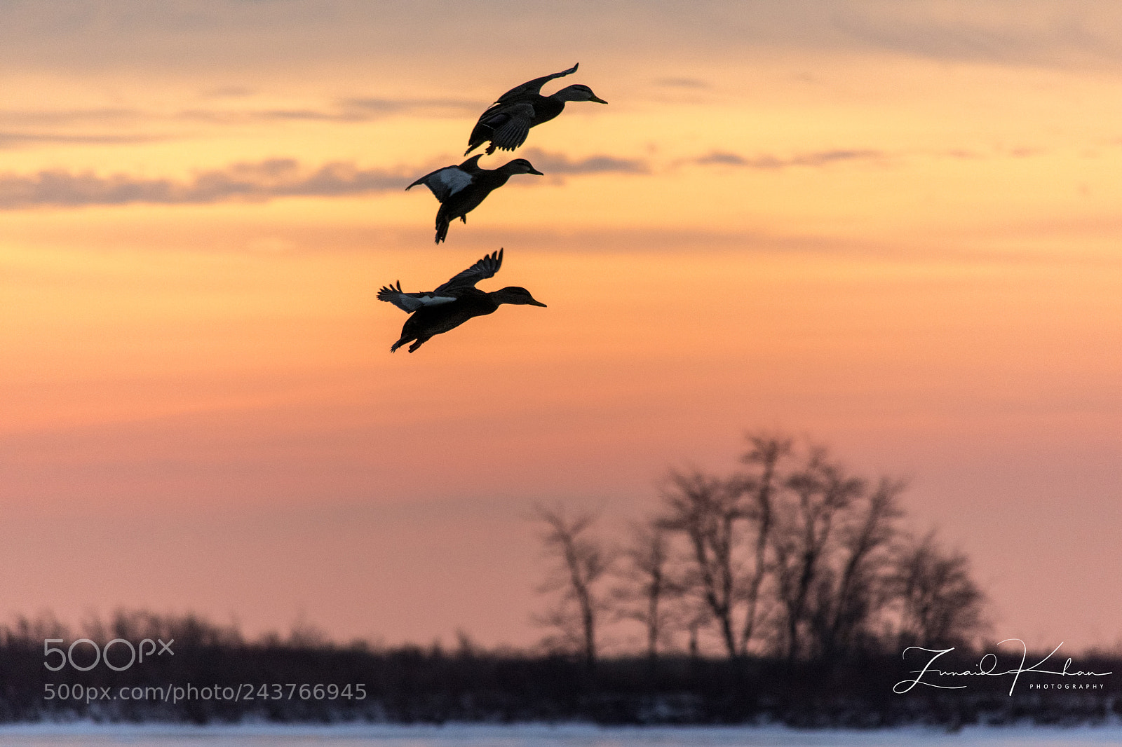Nikon D3400 sample photo. Morning flight part 2 photography