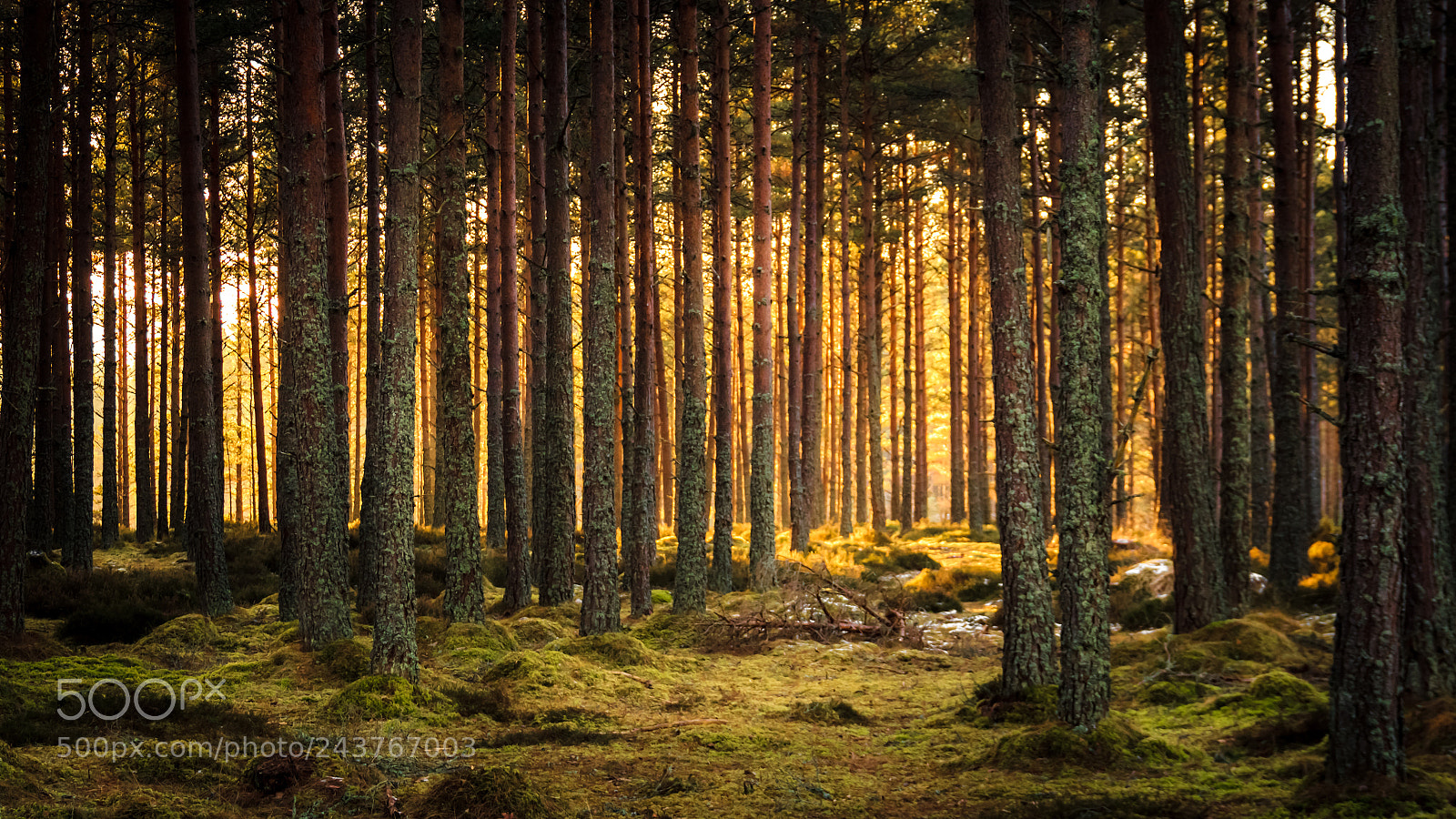 Canon EOS 60D sample photo. Carrbridge woods iii photography