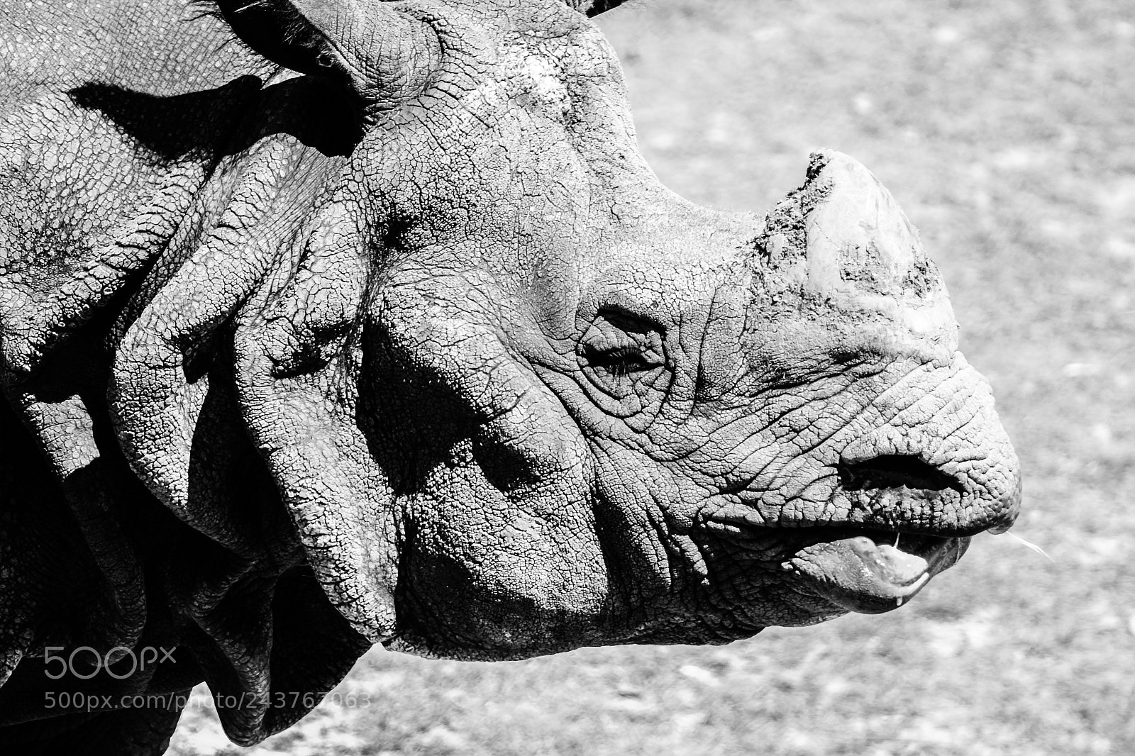 Canon EOS 650D (EOS Rebel T4i / EOS Kiss X6i) sample photo. Rhinoceros portrait photography