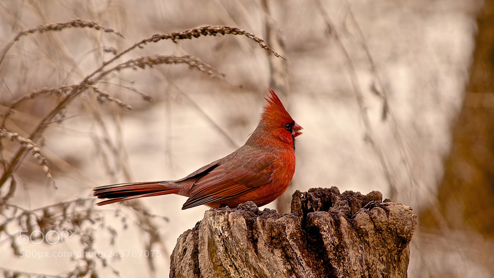 Pentax K-1 sample photo. Cardinal photography