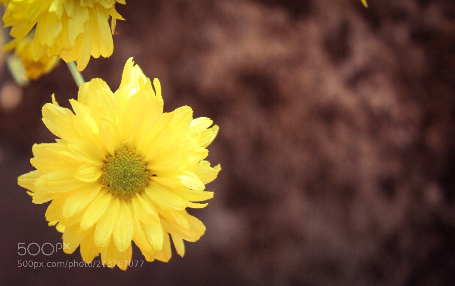 Canon EOS 1300D (EOS Rebel T6 / EOS Kiss X80) sample photo. Fresh n yellow photography