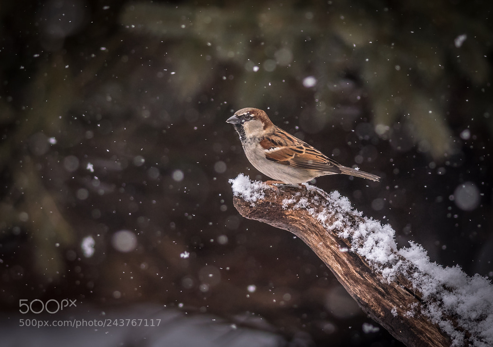 Nikon D500 sample photo. Sparrow in heavy snowfall photography