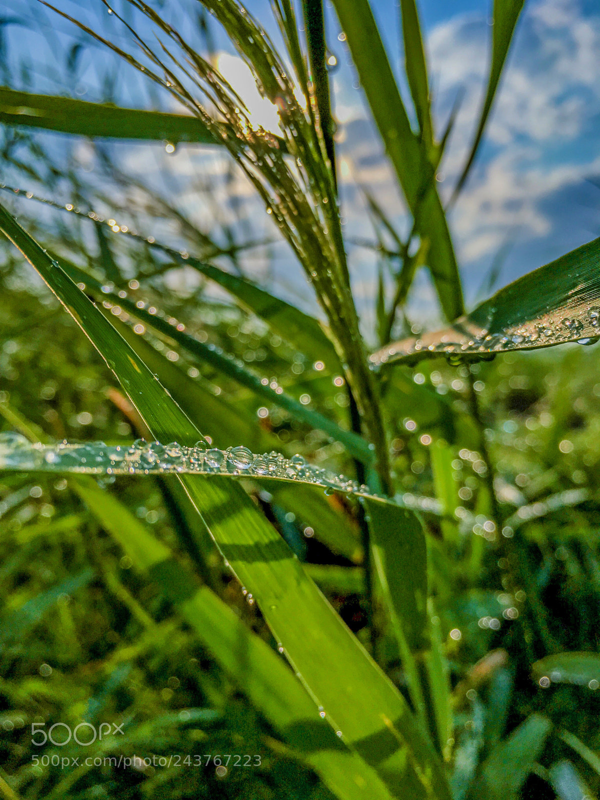 Apple iPhone SE sample photo. Grass photography