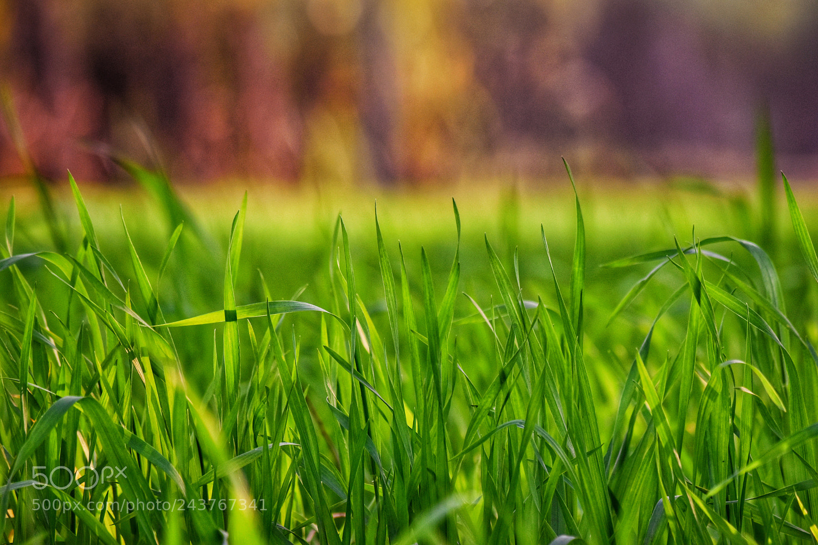 Nikon D5500 sample photo. Rice field photography